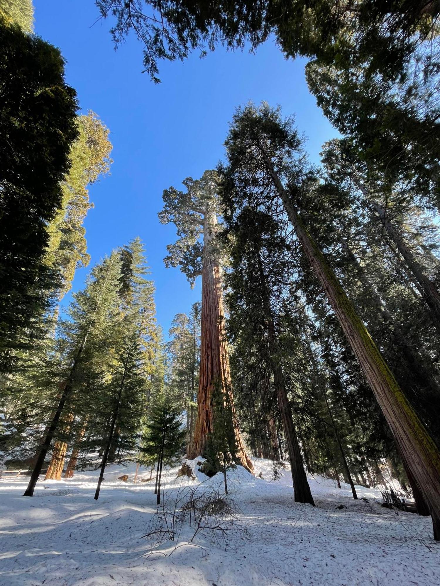 Enchanted Forest Dome ,10-15 Minutes To Kings Canyons-New Pellet Stove For Cozy Warm Nights Dunlap Buitenkant foto